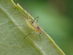 Euceraphis