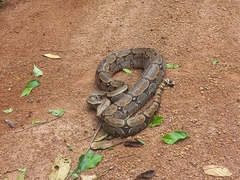 Boa constrictor