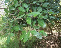 Vitellariopsis dispar