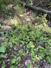 Galearis rotundifolia