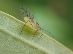 Euceraphis
