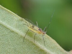 Euceraphis