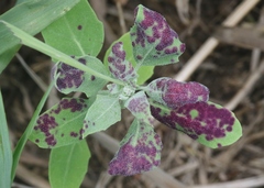 Norvellina chenopodii