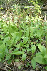 Galearis rotundifolia
