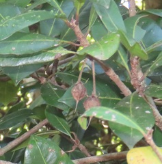 Vitellariopsis dispar