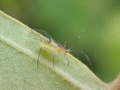 Euceraphis