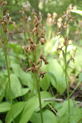 Galearis rotundifolia