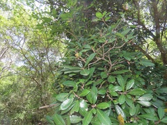 Vitellariopsis dispar