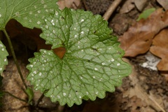 Erysiphe cruciferarum
