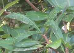 Vitellariopsis dispar