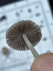 Coprinellus impatiens