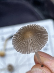 Coprinellus impatiens