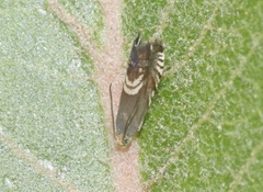 Grapholita interstinctana