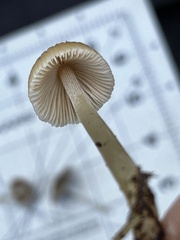 Coprinellus impatiens