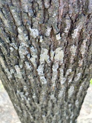 Candelariella efflorescens