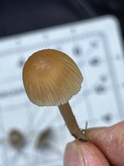 Coprinellus impatiens