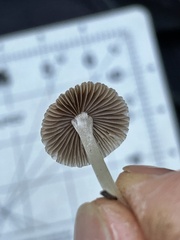 Coprinellus impatiens