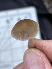 Coprinellus impatiens