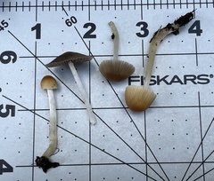 Coprinellus impatiens