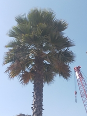 Washingtonia filifera