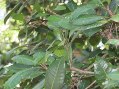 Vitellariopsis dispar