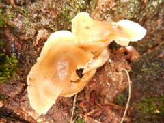 Collybia eucalyptorum
