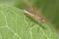 Micropeza lineata