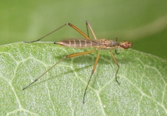 Micropeza lineata