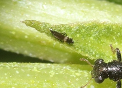 Heliothrips haemorrhoidalis