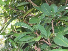 Vitellariopsis dispar