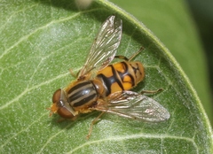Parhelophilus laetus