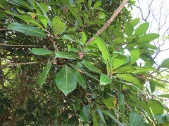 Vitellariopsis dispar