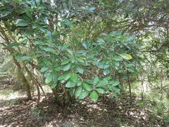 Vitellariopsis dispar