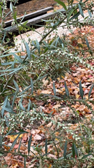 Artemisia ludoviciana