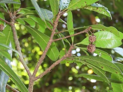 Vitellariopsis dispar