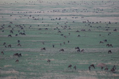 Connochaetes taurinus mearnsi