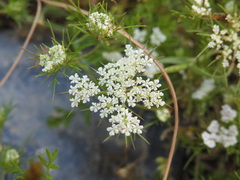 Daucus guttatus