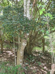 Vitellariopsis dispar