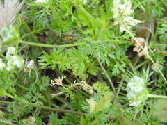 Daucus guttatus