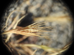 Hordeum marinum