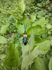 Desmocerus palliatus