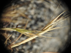 Hordeum marinum