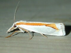 Crambus girardellus