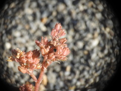 Polycarpon tetraphyllum