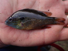 Lepomis aquilensis