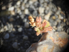 Polycarpon tetraphyllum