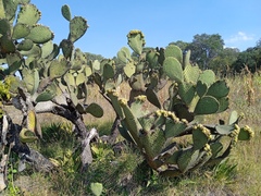 Opuntia streptacantha