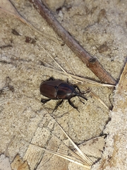 Sphenophorus