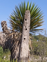 Yucca carnerosana