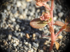 Polycarpon tetraphyllum